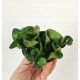  Hoja Hoya Carnosa Compacta Green Baby don 6 cm
