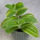  Tradescantia sillamontana 'Variegata' pianta pelosa Don. 6 cm