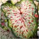  CALADIUM GARDEN TUBO CALADIUM GINGER LAND piantine 1 pz + OMAGGIO