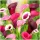  CALLIA KALLA Calla ZANTEDESCHIA MIX DI COLORI VIOLA 5 pz + OMAGGIO