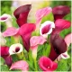  CALLIA KALLA Calla ZANTEDESCHIA MIX DI COLORI VIOLA 5 pz + OMAGGIO