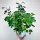  Cisso a foglie romboidali, don. 15 cm, pendente