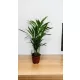  Palma Areca Areca Dypsis 70 cm spedizione invernale