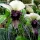  Tacca Integrifolia Fiore di pipistrello 1 pz