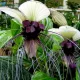  Tacca Integrifolia Fiore di pipistrello 1 pz
