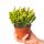  Piantina di Crassula ovata 'Red Horn Tree' in un contenitore da 0,5-1 litro