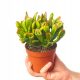  Piantina di Crassula ovata 'Red Horn Tree' in un contenitore da 0,5-1 litro