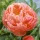  PEONIA Peonia erbacea Corallo Fascino 1 pz piantine
