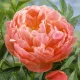  PEONIA Peonia erbacea Corallo Fascino 1 pz piantine