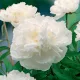  Piantina di peonia Paeonia Gardenia 1 pz Piantine di peonie Paeonia profumate