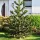 ARAUKARIA CILENA straordinaria conifera ALBERO DELLA SCIMMIA SEMINA DI Araucaria