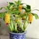  SEMI DI BANANA MINI perenne gialla in vaso COLTIVAZIONE AMATORIALE 5 pezzi di semi