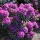  Rododendro Rododendro RASPUTIN grandi infiorescenze sferiche viola chiaro