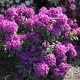  Rododendro Rododendro RASPUTIN grandi infiorescenze sferiche viola chiaro