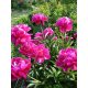  PEONIA ROSA art. N. 1037