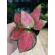  Aglaonema bellezza rossa