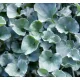 Piantina DICHONDRA SILVER WATERFALL - IN CRESCITA