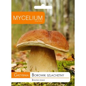  Micelio porcino micelio 10 g