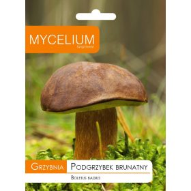  Micelio micelio Bolete bruno 0,01 kg