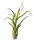  TILLANDSIA CAPUT MEDUSAE, fili, S~8-10 cm