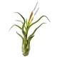  TILLANDSIA CAPUT MEDUSAE, fili, S~8-10 cm