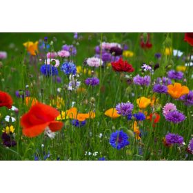  Erba decorativa Toraf 20 mq 0,1 kg