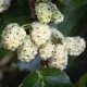  Morus alba GELSO BIANCO Il potere delle vitamine Grandi piantine in vasi da 1L