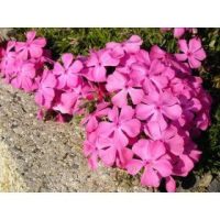 Piante ornamentali perenni