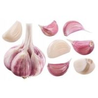 Tuberi, bulbi, rizomi