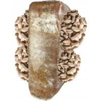 Funghi da coltivazione