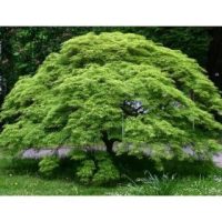 Alberi e arbusti decidui